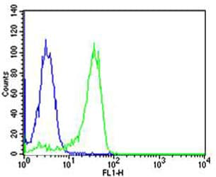 NFKB1 / NF-Kappa-B Antibody (clone 1298CT792.105.117.133)