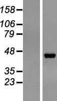 PGC / Pepsin C Protein (Over-Expression Lysate Myc-DDK (Flag))