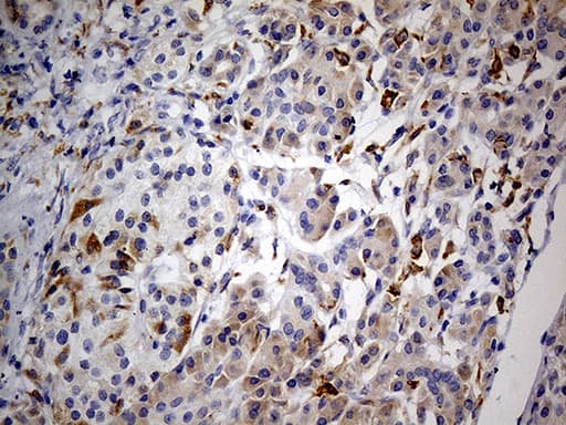 GRN / Granulin Antibody (aa327-593, clone OTI2D1)