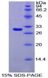 Rat MPEG1 Protein (Recombinant His-T7)