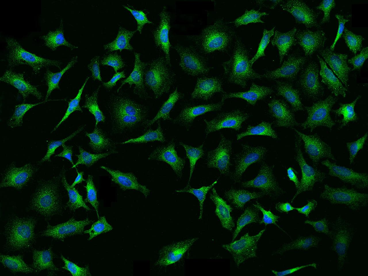EEF1A1 Antibody