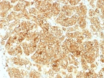 EPCAM Antibody (Azide-free, BSA-free)