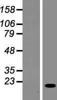 SCIMP Protein (Over-Expression Lysate Myc-DDK (Flag))