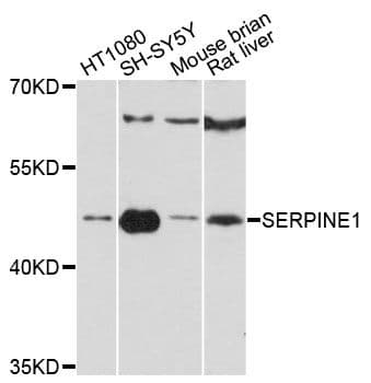 SERPINE1 / PAI-1 Antibody