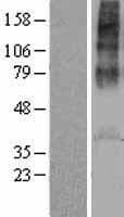 Human AVPR1A / V1a Receptor Protein (Over-Expression Lysate Myc-DDK (Flag))