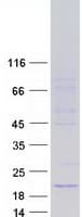 Human AQP1 / Aquaporin 1 Protein (Recombinant Myc-DDK (Flag))