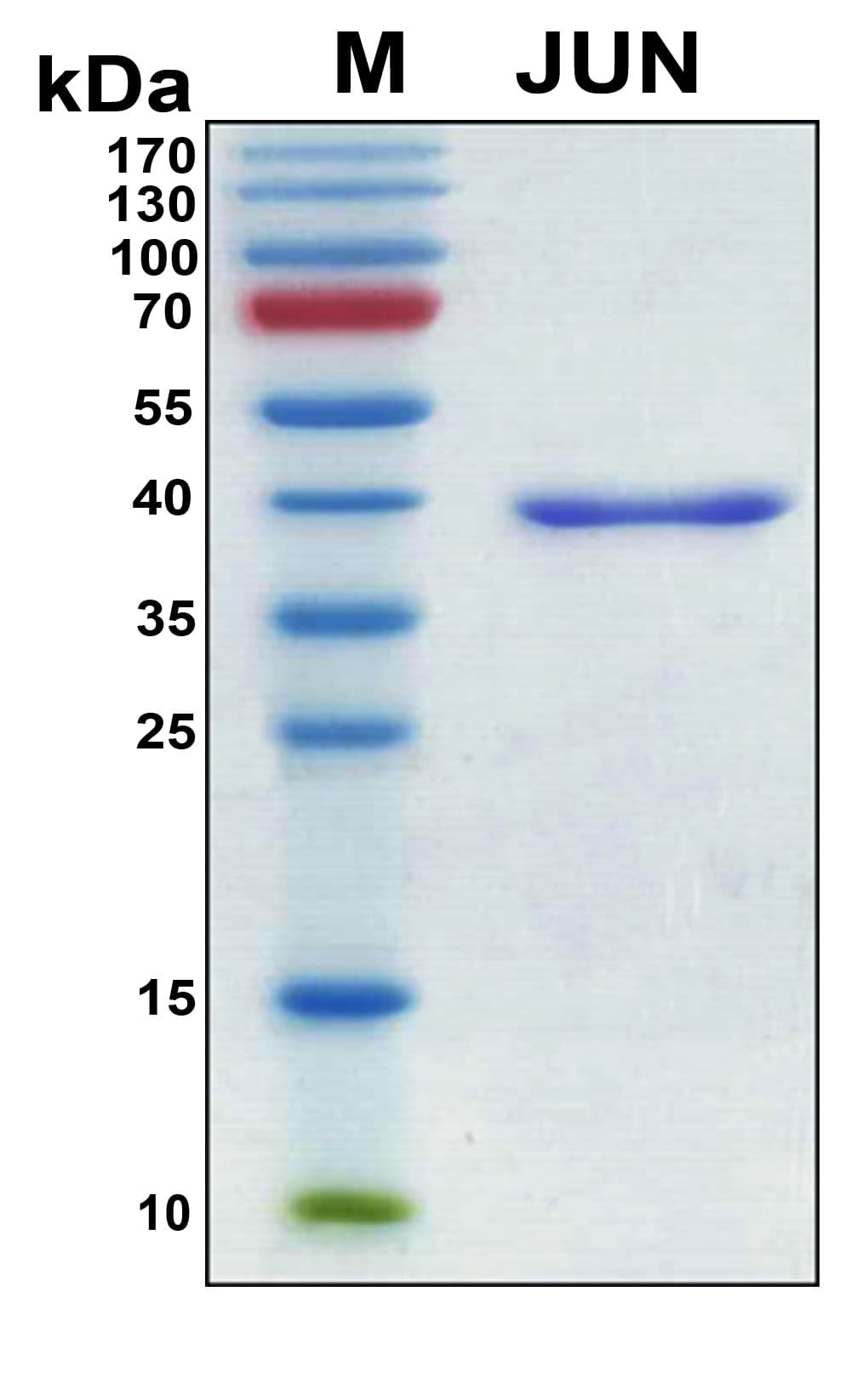 Human JUN / c-Jun Protein (Recombinant 6His, N-terminus)