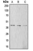 ACTA1 / Skeletal Muscle Actin Antibody (N-Terminus)