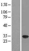 USF1 / USF Protein (Over-Expression Lysate Myc-DDK (Flag))