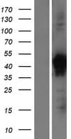 VPS26B Protein (Over-Expression Lysate Myc-DDK (Flag))