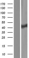 CLP1 Protein (Over-Expression Lysate Myc-DDK (Flag))