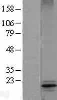 COXIV / COX4 Protein (Over-Expression Lysate Myc-DDK (Flag))