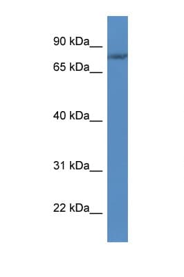 FLYWCH1 Antibody (aa455-504)