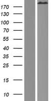 SPTA1 / Alpha Spectrin Protein (Over-Expression Lysate Myc-DDK (Flag))