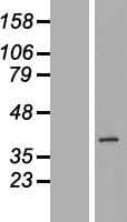 RPF2 / BXDC1 Protein (Over-Expression Lysate Myc-DDK (Flag))