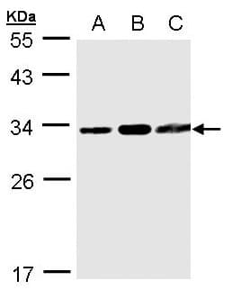 TATDN1 Antibody (aa1-199)