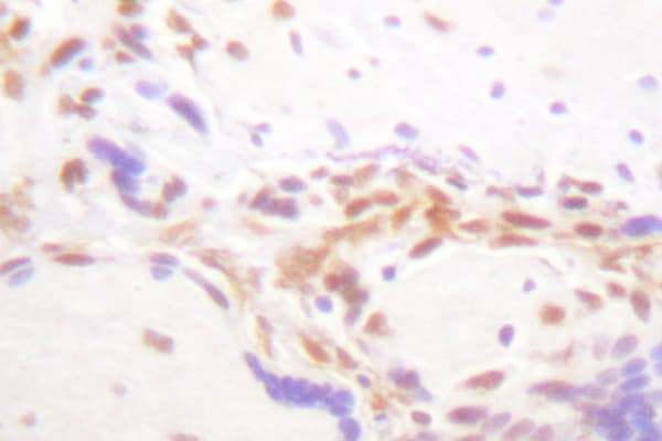 Histone H4 Antibody (Val43)
