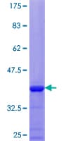 Human KIR3DX1 Protein (Recombinant GST)