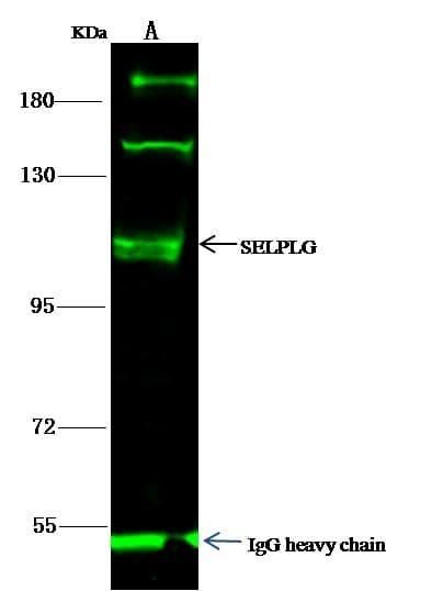SELPLG / PSGL-1 / CD162 Antibody (clone 10, Preservative Free)