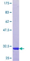 Human TMSL3 Protein (Recombinant GST)