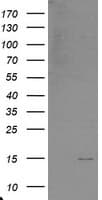 XTP4 / C17orf37 Antibody (clone OTI1D4)