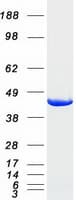 Human IGBP1 Protein (Recombinant Myc-DDK (Flag))