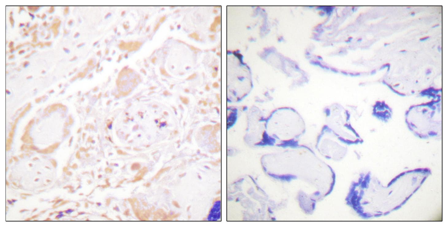 GATA3 Antibody (Ab-308)