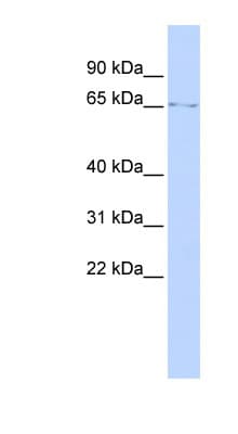 Polyclonal Rabbit anti-Human LMNB1 / Lamin B1 Antibody (C-Terminus, WB)