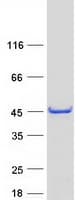 Human C16orf48 Protein (Recombinant Myc-DDK (Flag))