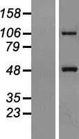 MTX1 / Metaxin 1 Protein (Over-Expression Lysate Myc-DDK (Flag))
