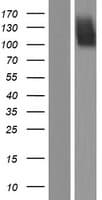 FGFR2 / FGF Receptor 2 Protein (Over-Expression Lysate Myc-DDK (Flag))