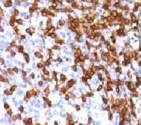 CD44 Antibody (clone HCM15-1, Ready-to-Use)