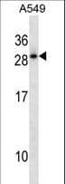 HOXD12 Antibody (aa211-237)
