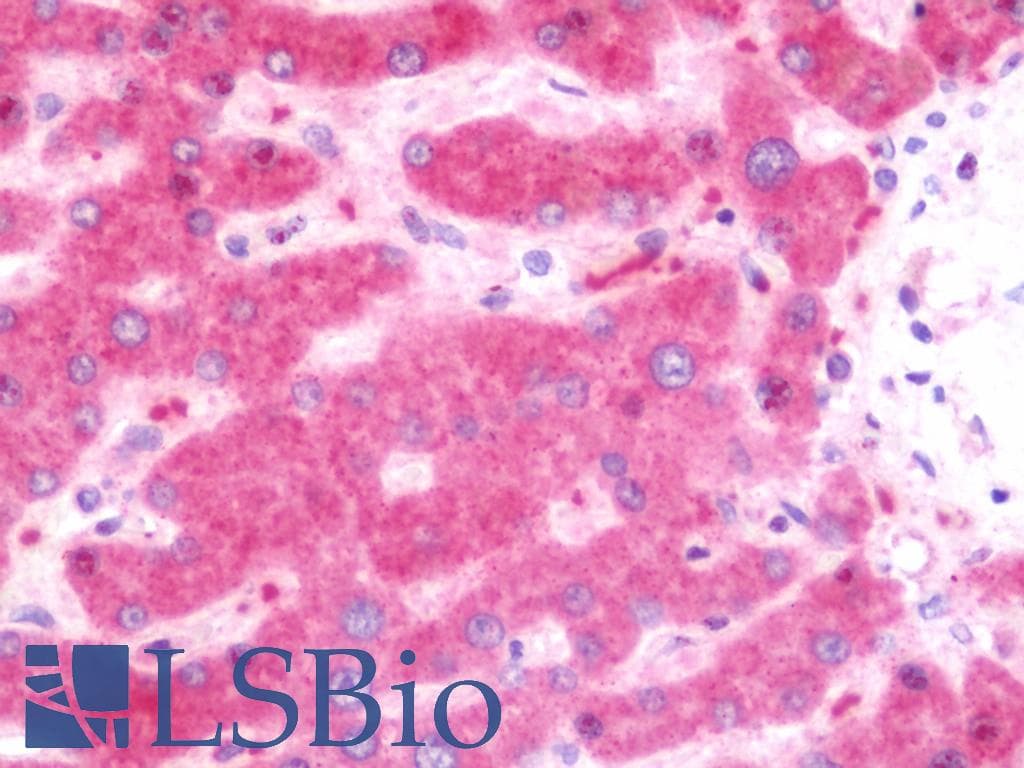 IHC-plus™ PON1 / ESA Antibody