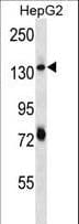 PLEKHH1 Antibody (aa1082-1110)