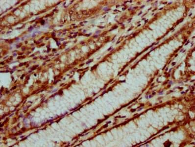 HIST1H4I Antibody