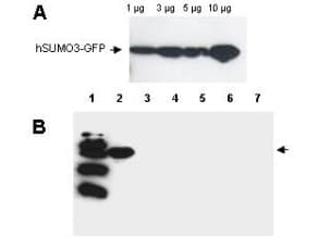 Polyclonal Rabbit anti-Human SUMO3 Antibody (IF, WB)