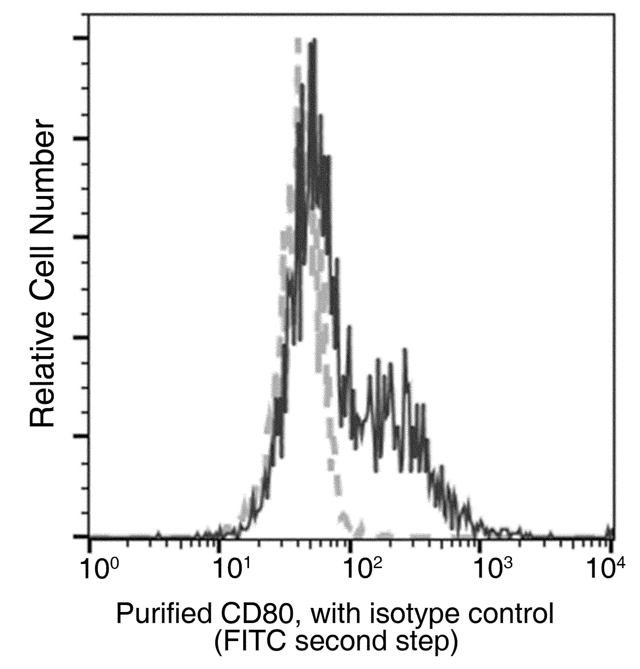 CD80 Antibody (clone 014, Preservative Free)