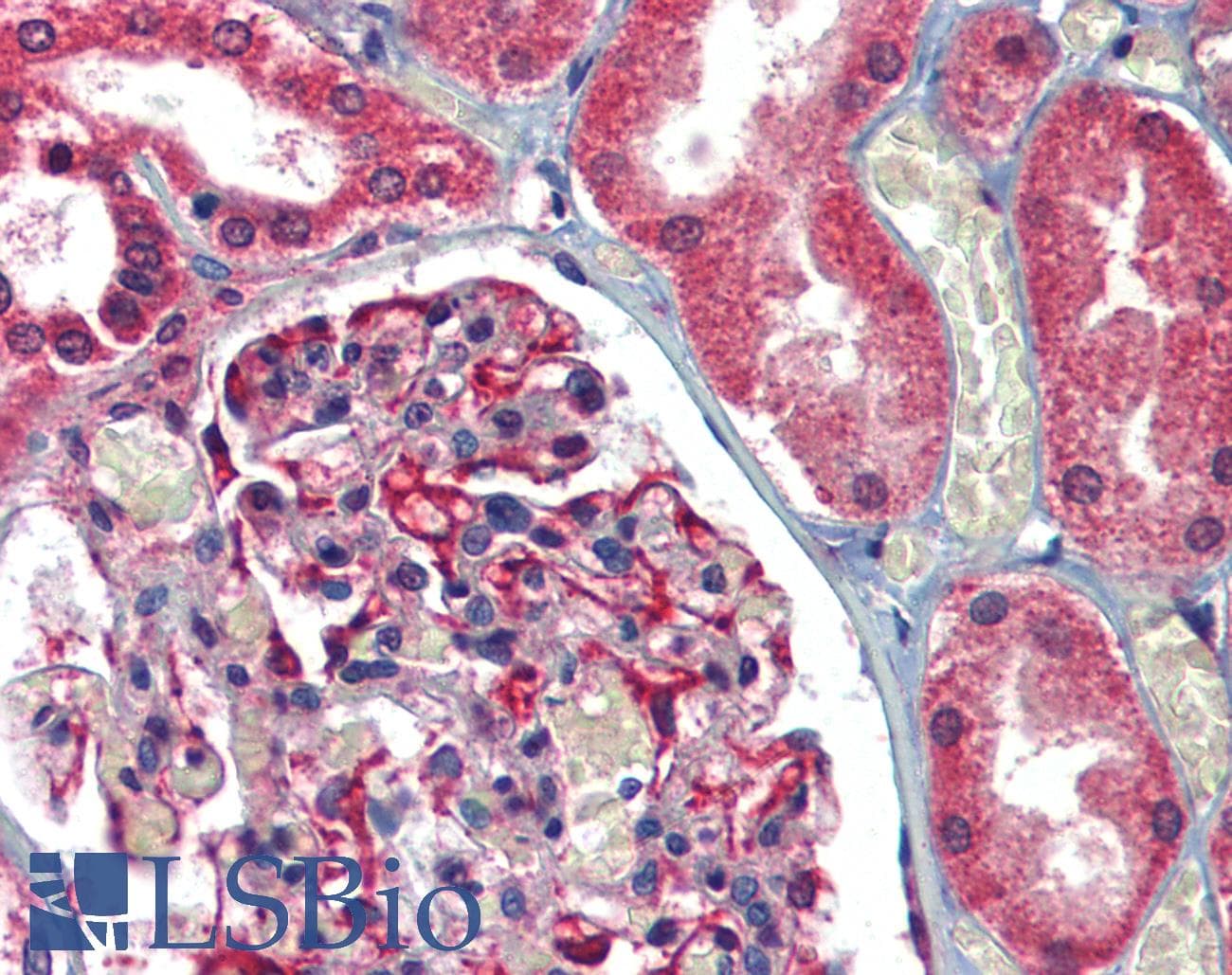 IHC-plus™ AIFM1 / AIF / PDCD8 Antibody