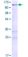 Human FAM190B Protein (Recombinant GST)