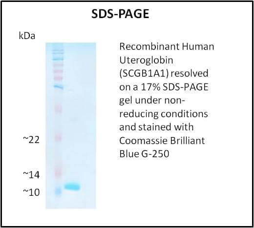 Human SCGB1A1 / Uteroglobin Protein (Recombinant)