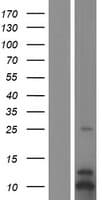 Human CXCL3 / GRO Gamma Protein (Over-Expression Lysate Myc-DDK (Flag))