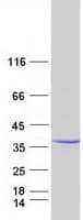 Human MPZL1 Protein (Recombinant Myc-DDK (Flag))