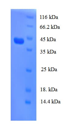 Human REG3A Protein (Recombinant GST)
