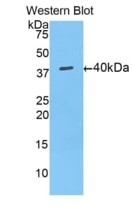 MUC5AC Antibody (aa2040-2149)