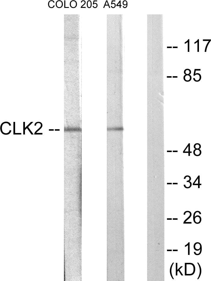 CLK2 Antibody