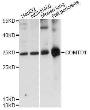 COMTD1 Antibody