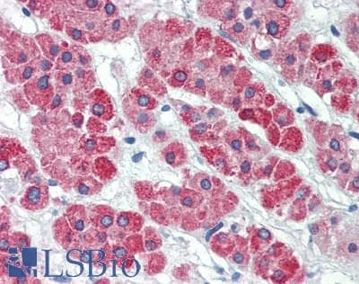 IHC-plus™ MGST1 Antibody (aa40-71)