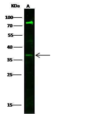 VEGF 121 Antibody (Preservative Free)