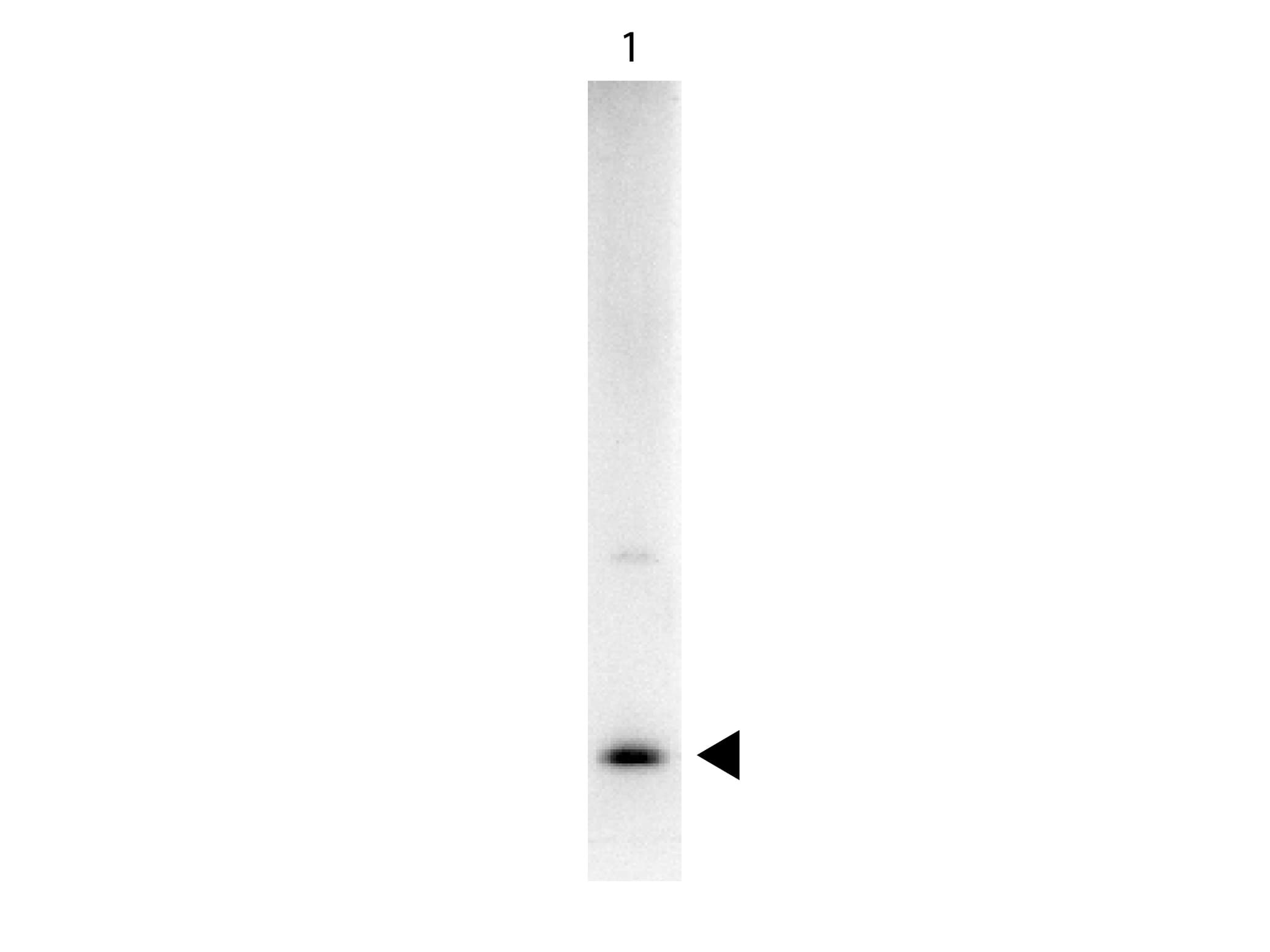 IL17A Antibody (Biotin)